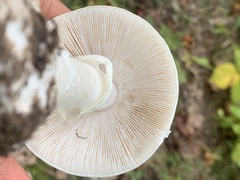 Amanita