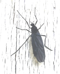 Penthetria heteroptera