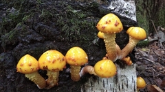 Pholiota adiposa