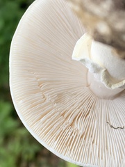 Amanita