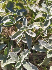 Marrubium peregrinum