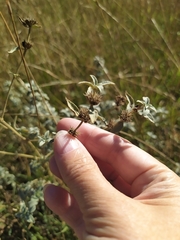 Marrubium peregrinum