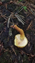 Pholiota adiposa