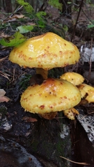 Pholiota adiposa