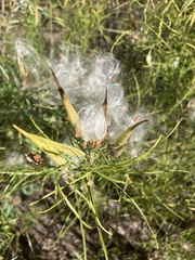 Asclepias subverticillata