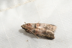 Acrobasis angusella
