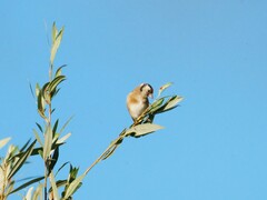 Carduelis carduelis
