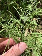 Paspalum repens