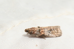 Acrobasis angusella