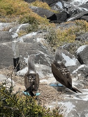 Sula nebouxii excisa