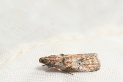 Acrobasis angusella