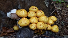 Pholiota adiposa