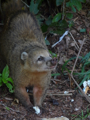 Nasua nasua