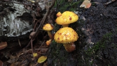 Pholiota adiposa