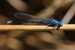 Argia tarascana
