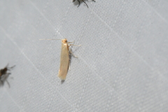 Tineola bisselliella