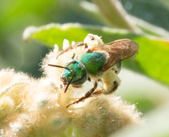 Agapostemon splendens