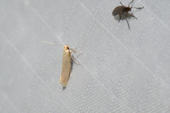 Tineola bisselliella