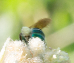 Agapostemon splendens