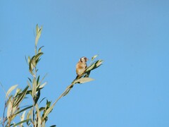 Carduelis carduelis