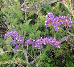 Limonium sinuatum