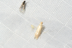 Tineola bisselliella