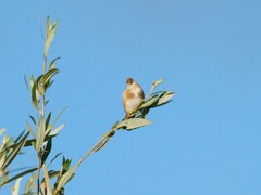 Carduelis carduelis