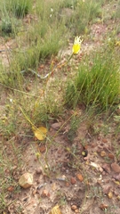 Moraea inconspicua