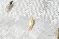 Tineola bisselliella