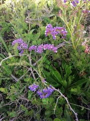 Limonium sinuatum