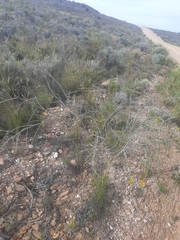 Aspalathus pinguis pinguis