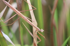 Tenodera superstitiosa