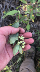 Symphoricarpos occidentalis