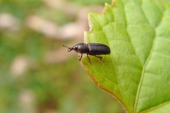 Cossonus impressifrons