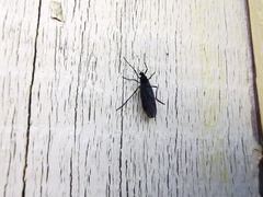 Penthetria heteroptera