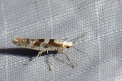 Argyresthia