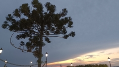 Araucariaceae