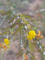 Aspalathus pinguis pinguis