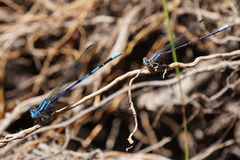 Argia tarascana