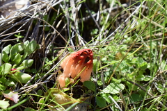 Colus hirudinosus