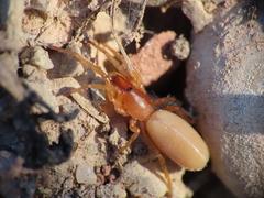 Dysdera