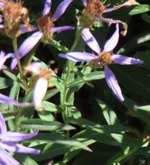 Eucephalus ledophyllus