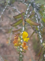 Aspalathus pinguis pinguis