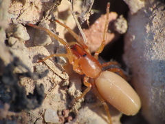 Dysdera