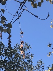 Poecile atricapillus