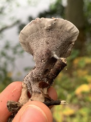 Bankeraceae