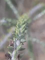 Aspalathus pinguis pinguis