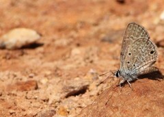 Hemiargus hanno