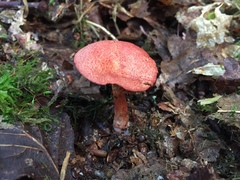 Cortinarius bolaris