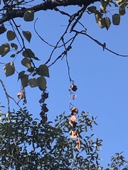 Poecile atricapillus